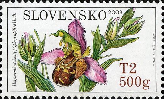 Ophrys apifera - Bee Orchid