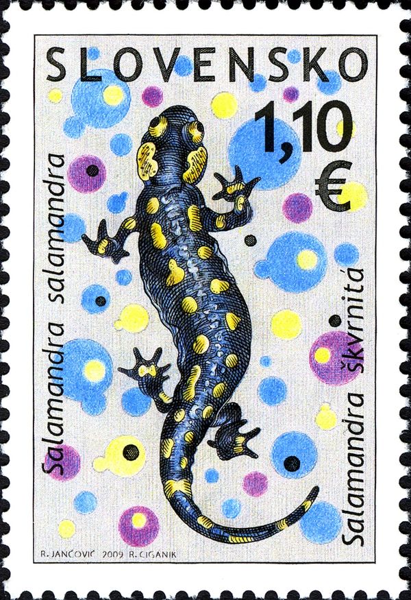 Fire Salamander (Salamandra salamandra)