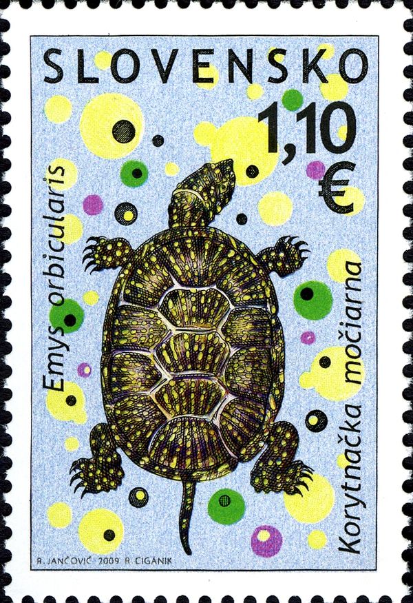 European Pond Turtle (Emys orbicularis)
