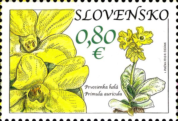 Primerose (Primula Auricula)