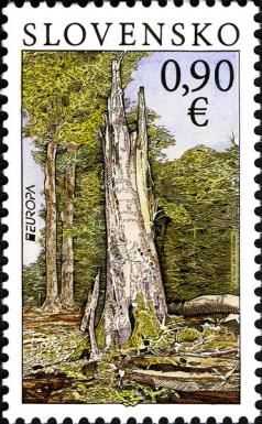 Forests - National Park Poloniny