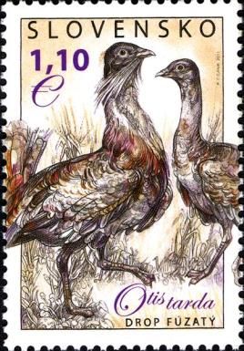 Great Bustard (Otis tarda)
