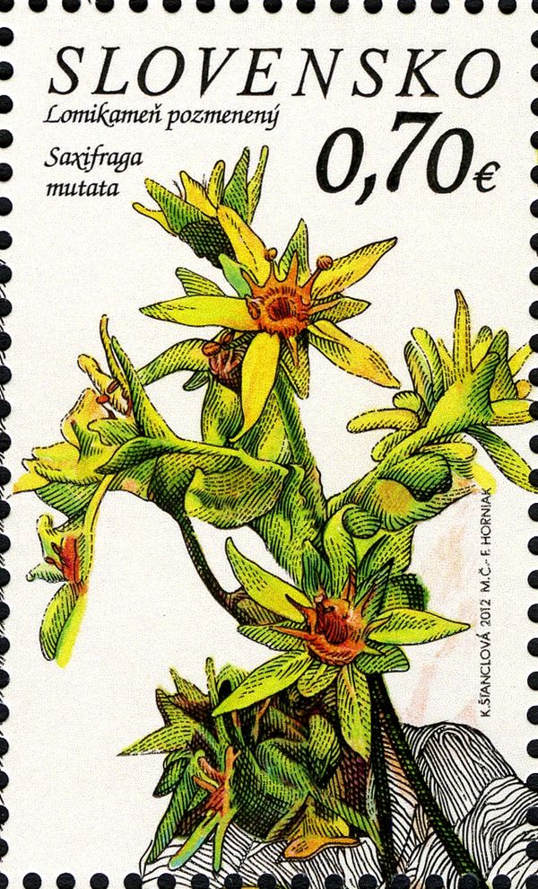 Saxifraga mutata