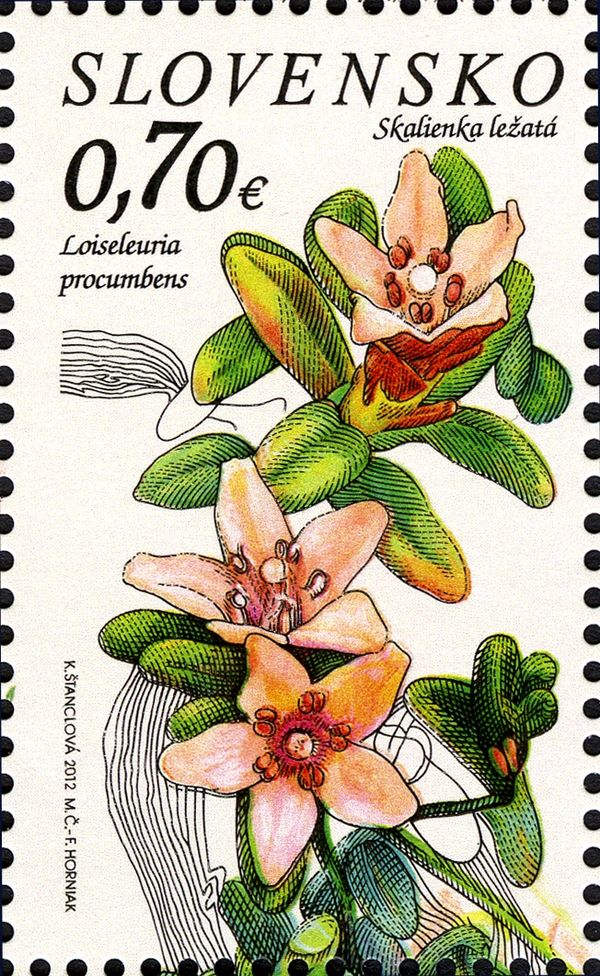 Loiseleuria procumbens