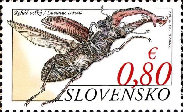 Stag Beetle (Lucanus cervus)