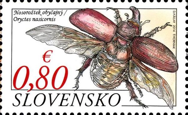 Rhinoceros Beetle (Oryctes nasicornis)