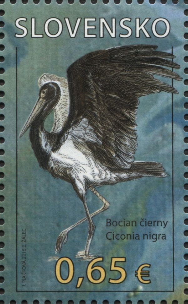 Black Stork (Ciconia nigra)