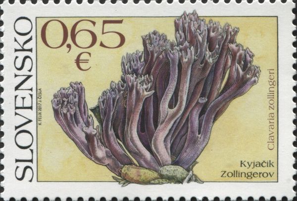 Clavaria zollingeri
