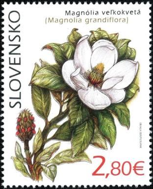 Southern Magnolia (Magnolia grandiflora)