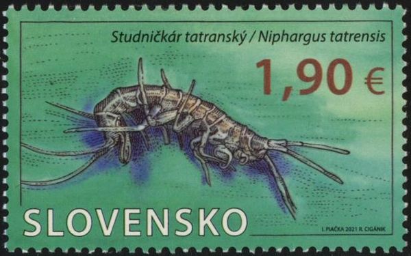 Niphargus tatrensis