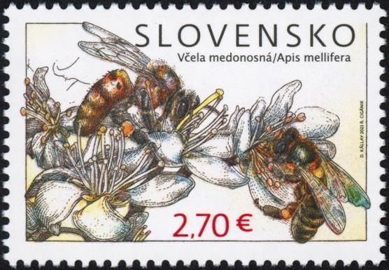 European honey bee (Apis mellifera)