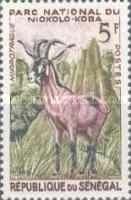 Roan Antelope (Hippotragus equinus)