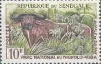 West African Buffalo (Syncerus caffer brachyceros)
