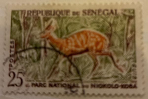 Harnessed Bushbuck (Tragelaphus scriptus)