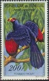 Violet Turaco (Musophaga violacea)