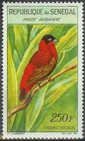 Northern Red Bishop (Euplectes franciscana)