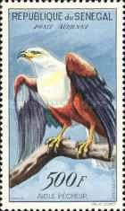 African Fish-eagle (Haliaeetus vocifer)