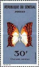 Pearl Charaxes (Charaxes varanes)