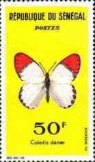 Crimson Tip (Colotis danae)