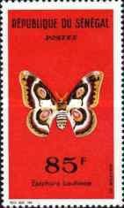 Moth (Epiphora bauhiniae)