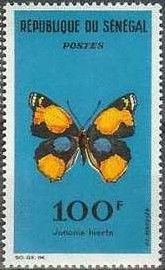 Yellow Pansy (Junonia hierta)