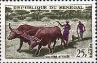 Plowing with Oxen