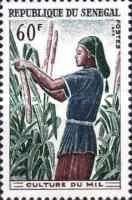 Millet Harvesting