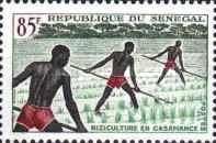 Casamance Rice field