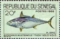 Little Tunny (Euthynnus alletteratus)