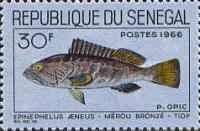 White Grouper (Epinephelus aeneus)