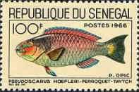 Guinean Parrotfish (Pseudoscarus hoefleri)