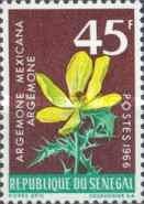 Mexican Poppy (Argemone mexicana)