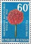 Blood Lily (Haemanthus multiflorus)