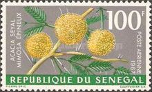 White-thorn Acacia (Acacia seyal)
