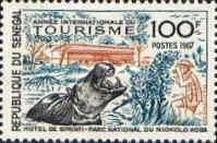 Tourist Photographing Hippopotamus (Hippopotamus amphibius)