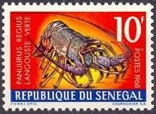 Royal Spiny Lobster (Panulirus regius)