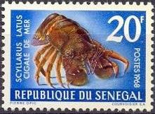 Mediterranean Slipper Lobster (Scyllarus latus)