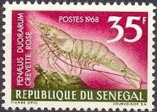 Northern Pink Shrimp (Farfantepenaeus duorarum)