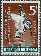 Pied Kingfisher (Ceryle rudis)