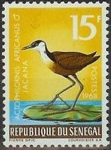 African Jacana (Actophilornis africanus) - Male