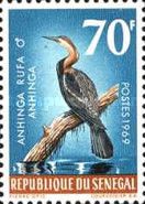 African Darter (Anhinga rufa)