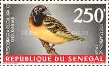 Village Weaver (Ploceus cucullatus)