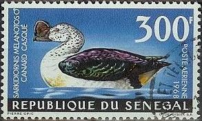 Comb Duck (Sarkidiornis melanotus)