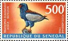 Bateleur (Terathopius ecaudatus)