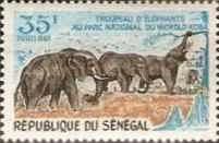 African Elephant (Loxodonta africana)