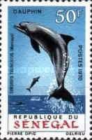 Common Bottlenose Dolphin (Tursiops truncatus)