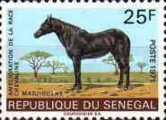 Madjiguene (Equus ferus caballus)