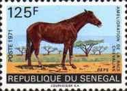 Pepe (Equus ferus caballus)