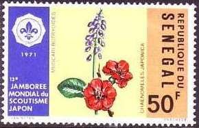 Dwarf Japanese quince and grape hyacinth