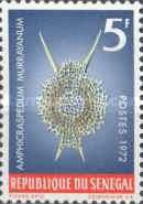 Radiolarian (Amphicraspedum murrayanum)